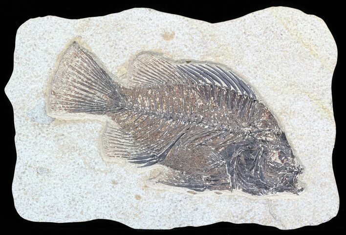 Cockerellites (Priscacara) Fossil Fish - Hanger Installed #51060